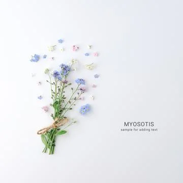 Composition in flat lay style of Myosotis flowers. Foto stock