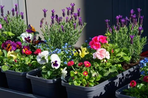 A composition of flowering plants grown in containers Stock Photos