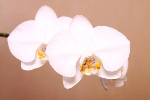 Composition of flowers and shells. Paraphernalia, environment Thai, Hawaiian  Stock Photos