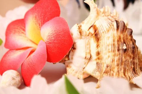 Composition of flowers and shells. Paraphernalia, environment Thai, Hawaiian  Stock Photos