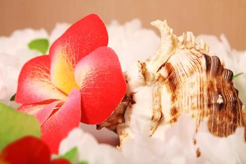 Composition of flowers and shells. Paraphernalia, environment Thai, Hawaiian  Stock Photos