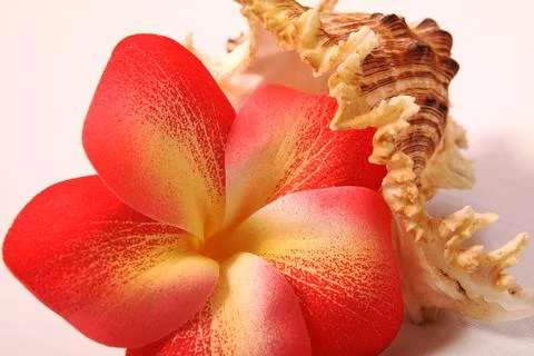 Composition of flowers and shells. Paraphernalia, environment Thai, Hawaiian  Stock Photos