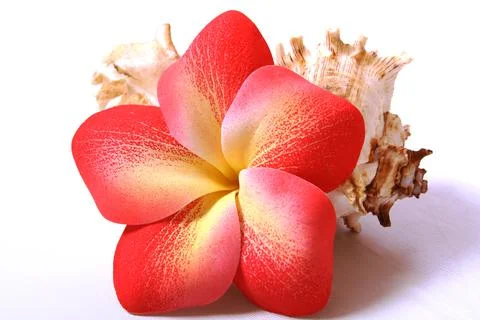 Composition of flowers and shells. Paraphernalia, environment Thai, Hawaiian  Stock Photos