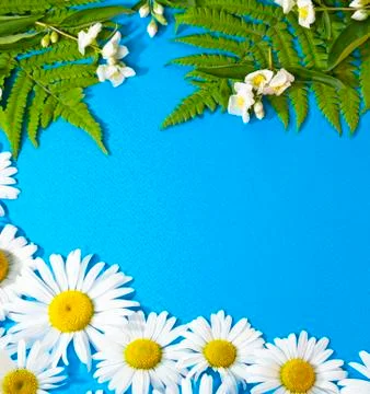 Composition of flowers on a blue background Stock Photos