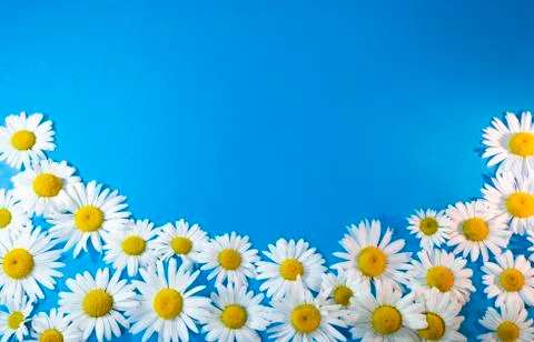 Composition of flowers on a blue background Stock Photos