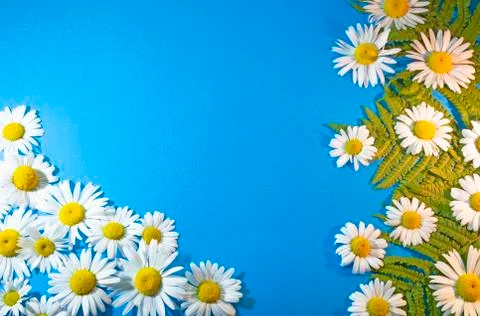 Composition of flowers on a blue background Stock Photos