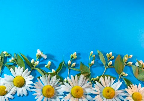 Composition of flowers on a blue background Stock Photos