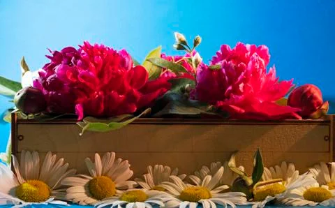 Composition of flowers on a blue background Stock Photos