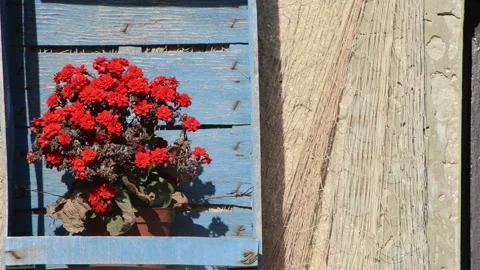 Composition of flowers in colored wooden box and fishing net Stock Footage 152237031