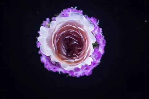 Composition of flowers in neon light Stock Photos