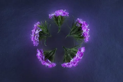 Composition of flowers in neon light Stock Photos