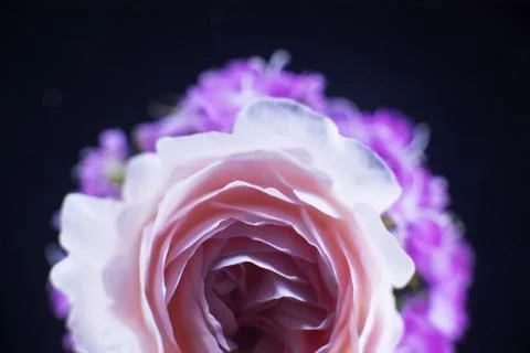 Composition of flowers in neon light Stock Photos