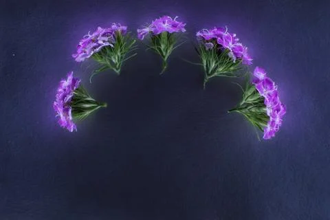 Composition of flowers in neon light Stock Photos
