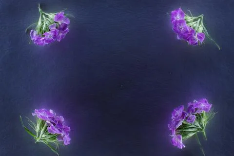 Composition of flowers in neon light Stock Photos