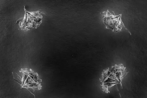 Composition of flowers in neon light Stock Photos