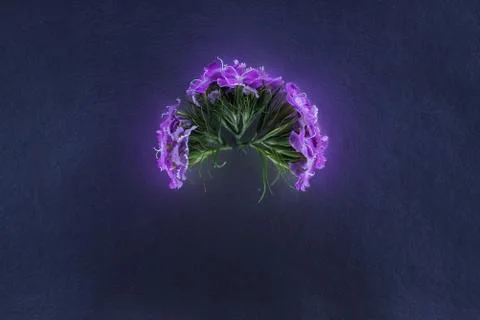Composition of flowers in neon light Stock Photos