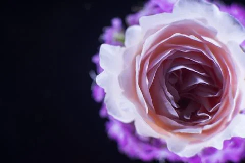 Composition of flowers in neon light Stock Photos