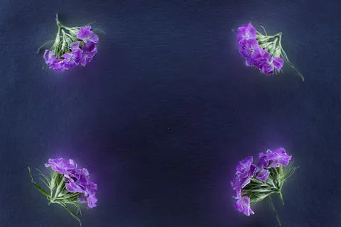Composition of flowers in neon light Stock Photos