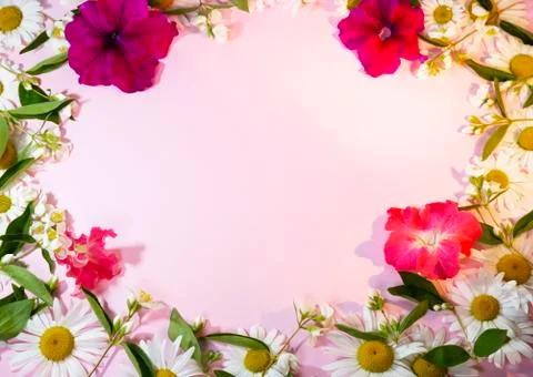 Composition of flowers on a pink background Stock Photos