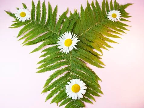 Composition of flowers on a pink background Stock Photos