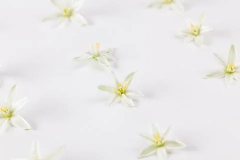 Composition of flowers on a white background made by hand. Photographed close Stock Photos