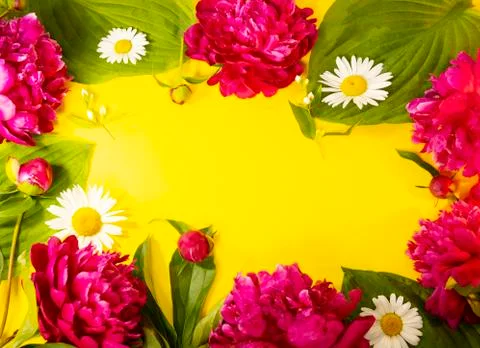 Composition of flowers on a yellow background Stock Photos