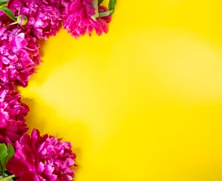 Composition of flowers on a yellow background Stock Photos