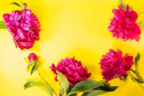 Composition of flowers on a yellow background Stock Photos