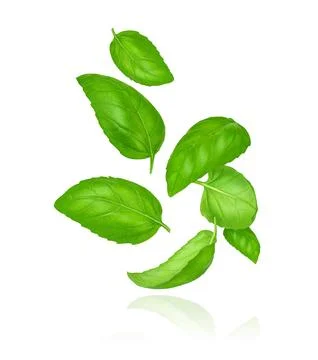 Composition of flying basil leaves on white background with clipping path. Stock Photos