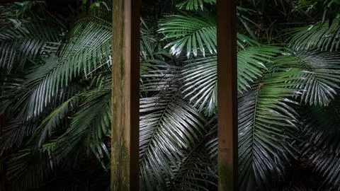 Composition of the foreground pavilion and the background leaves Stock Photos