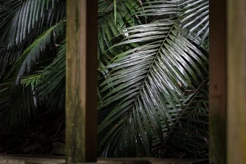 Composition of the foreground pavilion and the background leaves Stock Photos