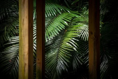 Composition of the foreground pavilion and the background leaves 스톡 사진