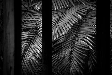 Composition of the foreground pavilion and the background leaves Stock Photos