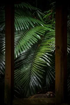 Composition of the foreground pavilion and the background leaves Stock Photos