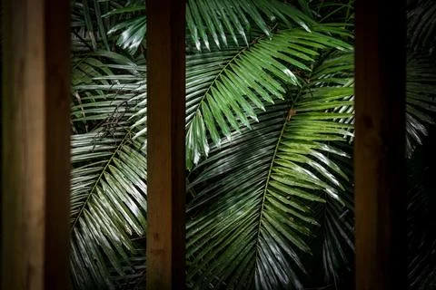 Composition of the foreground pavilion and the background leaves 스톡 사진