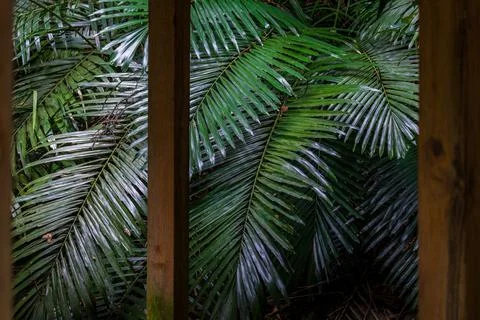 Composition of the foreground pavilion and the background leaves Stock Photos