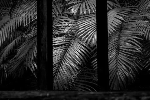 Composition of the foreground pavilion and the background leaves 스톡 사진