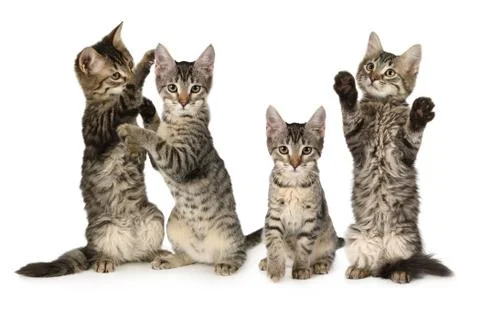 Composition of four cute gray kittens three months old Фото