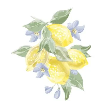 Composition of four lemons on a branch vector watercolor Stock Illustration