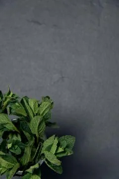 Composition of fresh mint on a dark background Stock Photos