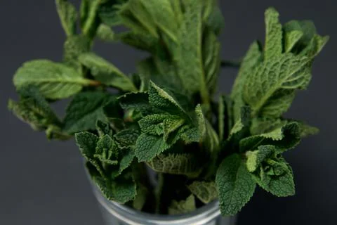 Composition of fresh mint on a dark background Stock Photos