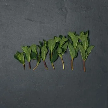 Composition of fresh mint on a dark background Stock Photos