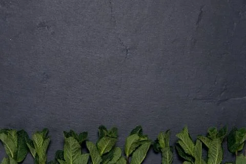 Composition of fresh mint on a dark background Stock Photos