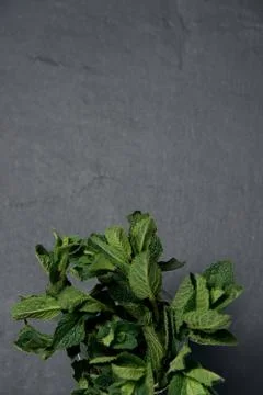 Composition of fresh mint in glass on a dark background with copy space Stock Photos