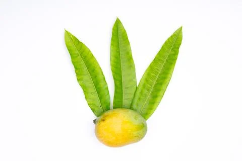 Composition of  fresh ripe mango with leaves Stock Photos
