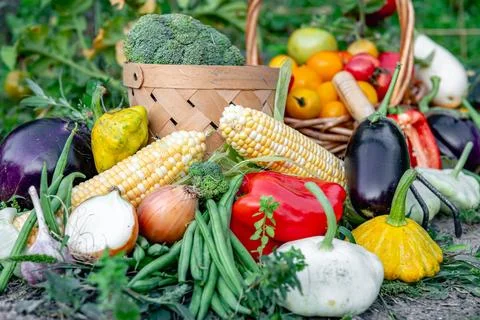 Composition of fresh vegetables on blurred vegetable garden background. Stock Photos