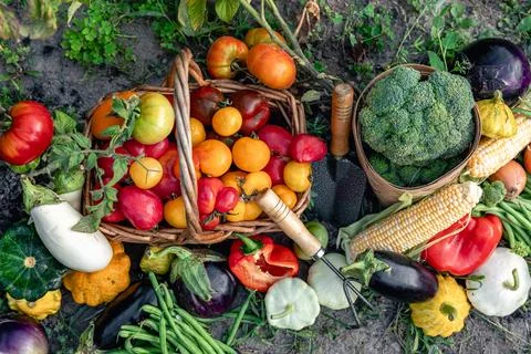 Composition of fresh vegetables on blurred vegetable garden background. Stock Photos
