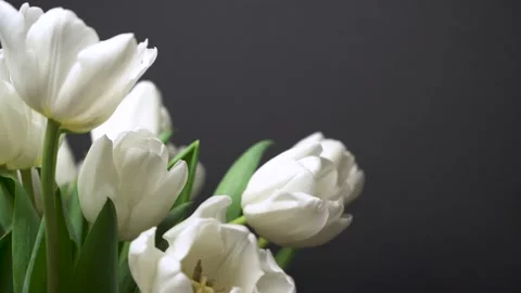Composition of fresh white tulips on black background. Spring theme with copy sp Stock Footage 149908806