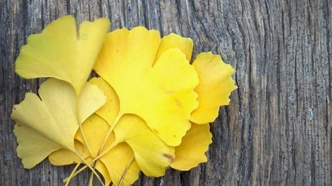 Composition of ginkgo biloba leaves on the table. Video stock 118941330