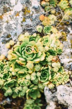 The composition of the golden wedding ring lying on the green flowers groqing Foto stock